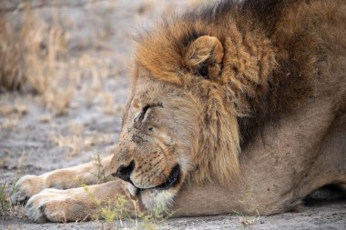 Aslan çimenlerde yatıyor..