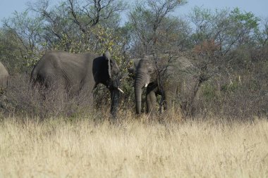 Bir erkek filin annesiyle güzel bir fotoğrafı.