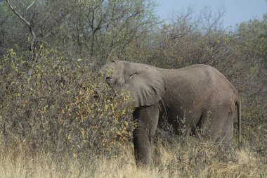 Afrika yaban hayatı hayvanı (fil )