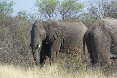 Zimbabwe bozkırındaki fil.