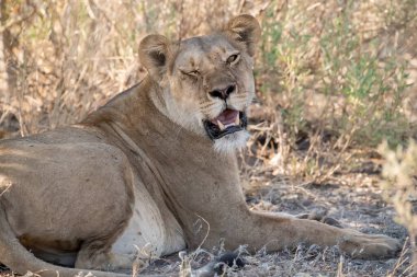 Aslan Kruger Park, Güney Afrika.