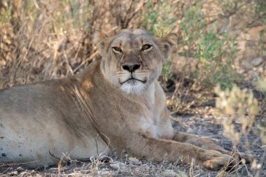 Afrika 'da savanadaki aslan