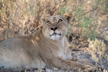 Güney Afrika 'daki Kruger Ulusal Parkı' nda dişi bir aslan..
