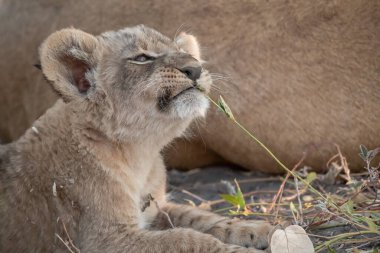 Kruger parkında çimlerde yatan dişi bir yavru.