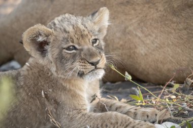 Dişi aslan yerde yatıyor. Afrika aslanı, Panthera Leo 'nun bir türüdür. Bu Panthera Leo, Panthera