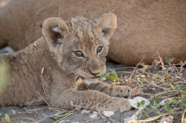 Genç bir aslan yavrusuna yaklaş.