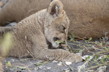 Namibya 'daki aslan Afrika' da