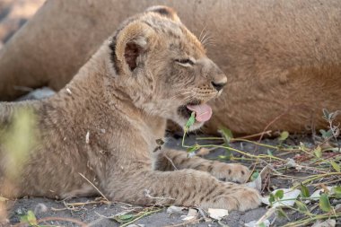 Aslan yavrusu çimlerde