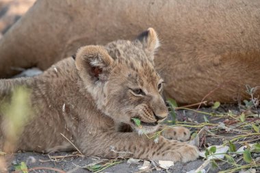 Güney Afrika 'daki Kruger Ulusal Parkı' nda çimlerin üzerinde yatan aslan yavrusu.