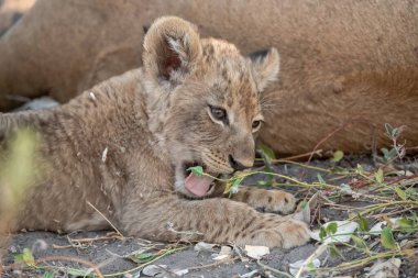 Doğadaki aslan, Afrika ve hayvanlar