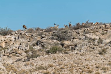 Vahşi Afrika savanı manzarası