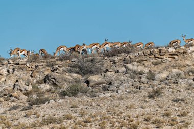 Vahşi kırmızı geyik, Afrika geyiği, elsha elaphus, namibia, afrika