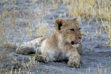 Güney Afrika 'daki Kruger parkında bir aslan.