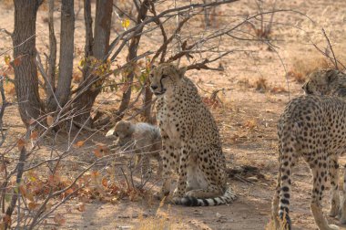 Kenya bozkırında çita