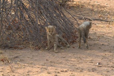 Kuru bir çalılıkta yürüyen şirin bir aslanın yakın çekimi.
