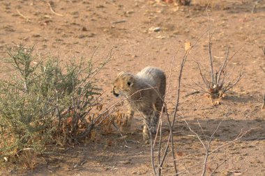 Namibya 'da kumun ortasında kızıl tilki (panthera parvus)