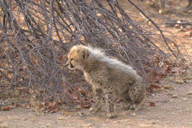Afrika 'daki Kruger Ulusal Parkı' nda genç bir leopar yavrusu.