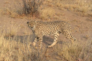 Vahşi çita savanada yürüyor.