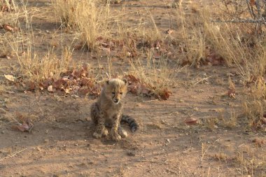 Kızıl tilki yerde oturuyor.