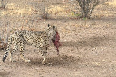 Kenya bozkırında leopar