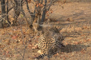 Vahşi doğada bir leopar