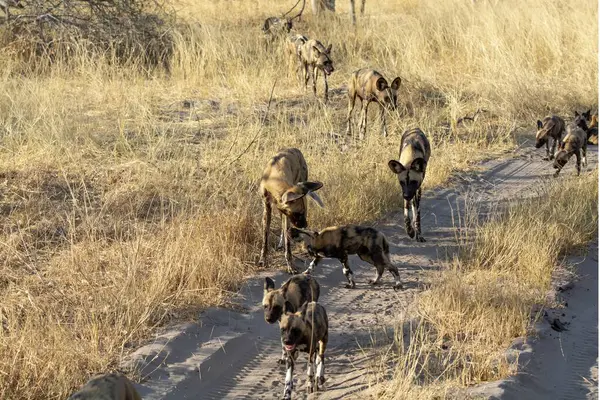 Vahşi köpek bozkırda