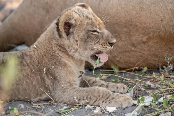 Aslan yavrusu çimlerde