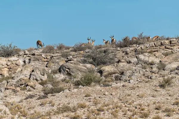 Vahşi Afrika savanı manzarası