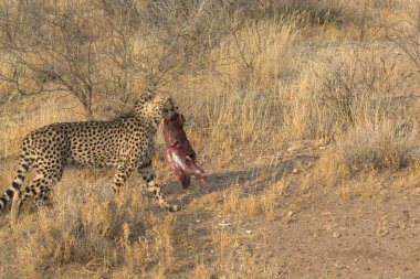Afrika savanındaki leopar.