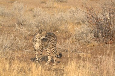 Kalahari çölünde çita (panthera leo), namibya