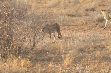 Savannah, Afrika 'da vahşi çita