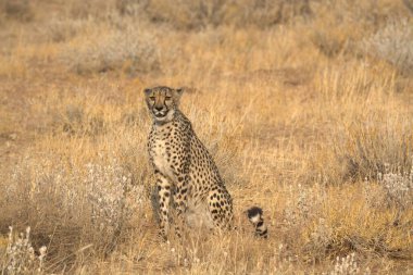 Güney Afrika 'daki Kruger Ulusal Parkı' ndaki leopar.