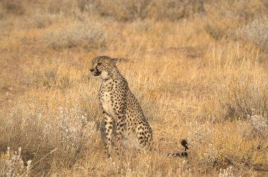 Savanadaki çita, hayvan.