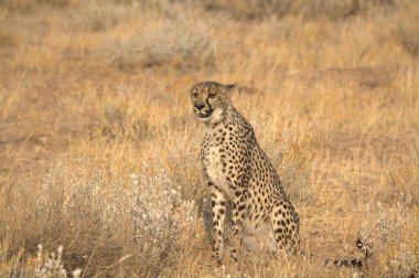 Kenya, Savannah 'da çita.