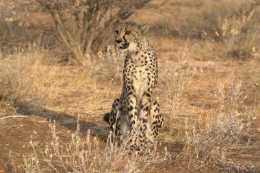 Kenya bozkırında leopar