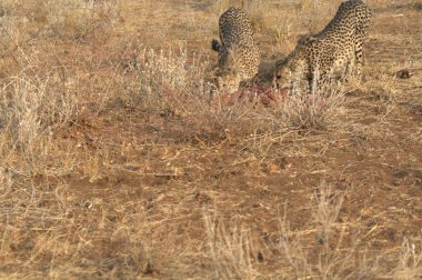 Vahşi Afrika çitası bozkırda