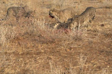 Afrika, Kenya savanındaki leopar.