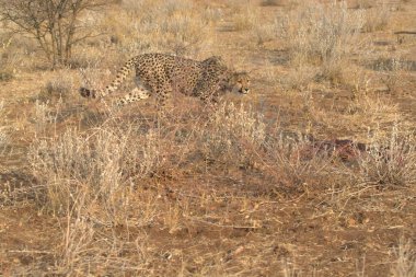 Güney Afrika 'daki Kruger Ulusal Parkı' ndaki leopar.