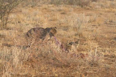 Savanadaki genç bir leoparın güzel bir fotoğrafı.