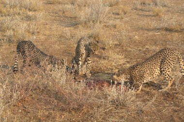 Savanadaki çita, Afrika hayvanı