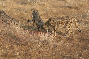 Güney Afrika 'nın vahşi doğasındaki çita.