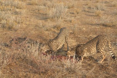 Afrika savanındaki leopar.