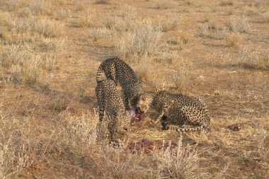 Afrika, Kenya savanındaki çita.