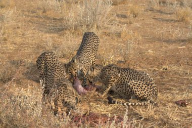 Savanadaki leopar ve vahşi hayvanlar