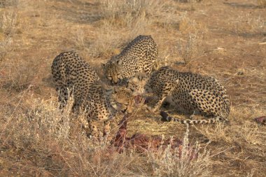 leopard in the savannah in kenya