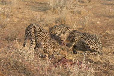 Vahşi doğadaki çita