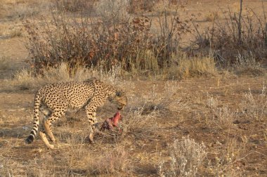 cheetah walking towards the camera