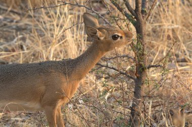 Kırmızı Geyik, Cervus Elaphus