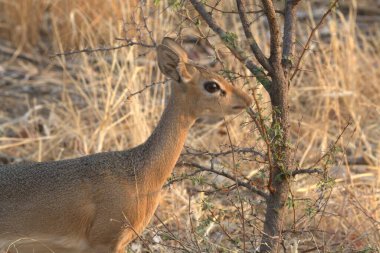Ormanda dişi bir geyiğin yakın çekimi.