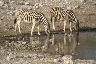Kenya bozkırında zebralar